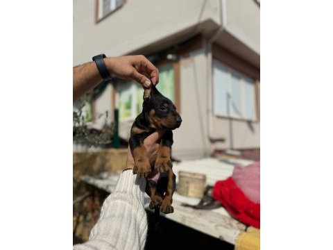 Şecereli babadan doberman king yavrular