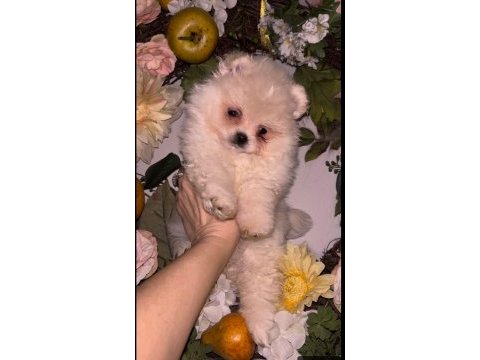 Pomeranian spitz yavrular