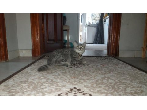 7 aylık erkek british longhair