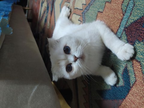 Scottish fold 8 aylık