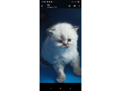 British blue point british longhair bebek