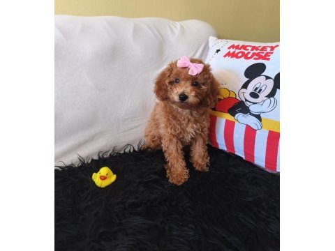 Poodle peluş bir kız