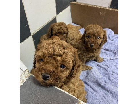Veteriner hekimden red brown tea cup toy poodle yavrular