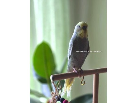 Eğitim vermek için tam zamanı uysal muhabbet kuşu
