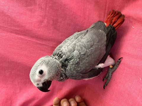 Yok böyle şirini bebek jako papağanı yavru