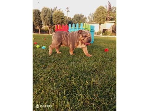 Tombik ingiliz bulldog yavrumuz