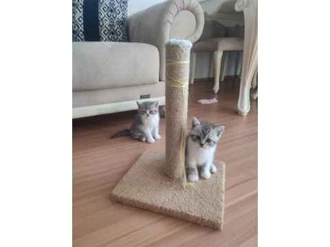 48 günlük bebekler british shorthair