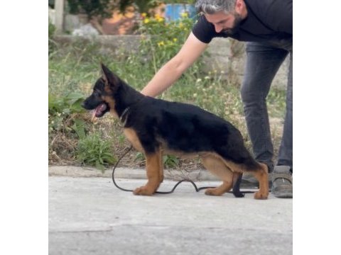 Kızıl renk maskeli yavru alman kurdu
