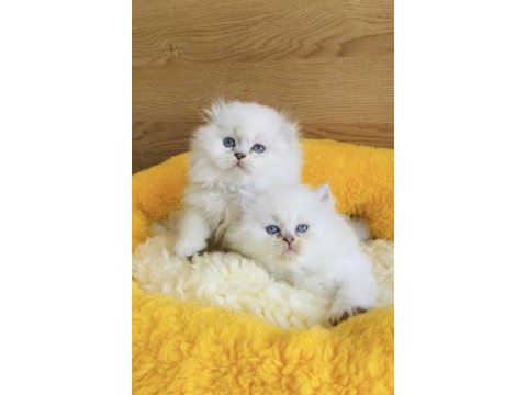 Show kalite boncuk brıtısh longhair bebekleirm 