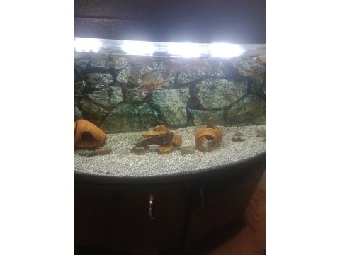 Tetra 1200 diş filtre ve 1 metre bombeli akvaryum