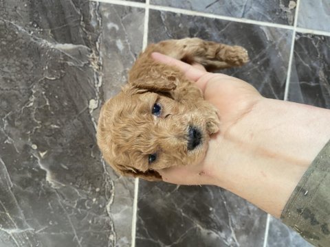 Orjinal maltipoo bebekler