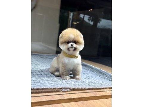 Sağlık ve ırk garantili pomeranian