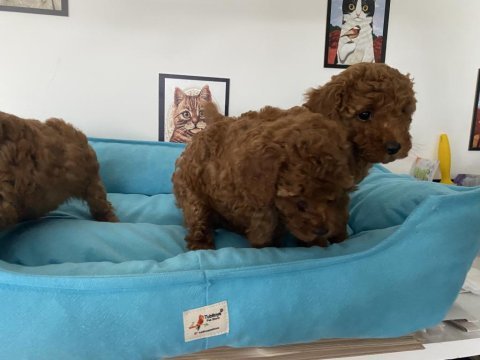 Petmode köpek çiftliğinde ziyarete açık toy poodle