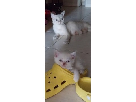 Mavi gözlü scottish fold yavrularımız