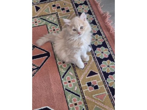 Scottish fold 4 aylık kedimiz