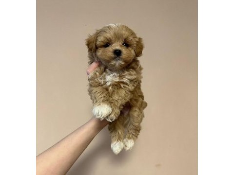 Irk garantili maltipoo yavruları