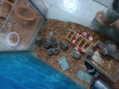 Hamsterlarımıza yuva arıyoruz bakacaklar ilgilensin