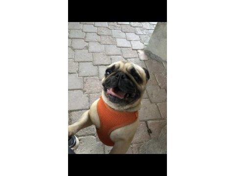 Yetişkin dişi pug 5.5 yaşında