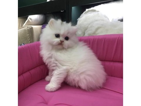 Beyaz british longhair yavrumuz