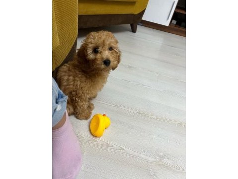 Orjinal a kalite toyy poddle dişi 2 aylık açıklama bak