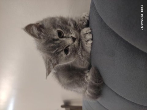 2.5 aylık scottish straıght kedi sahiplendirilecek