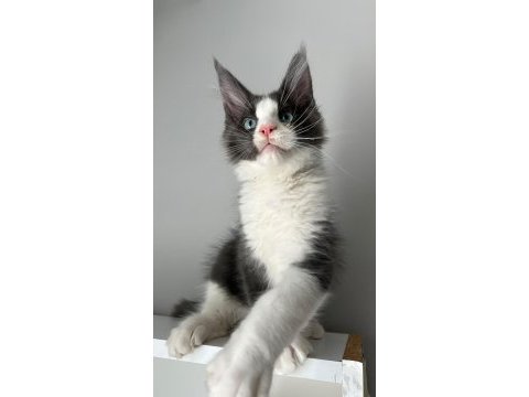 Mavi gözlü minik dev prens kedimiz hiro