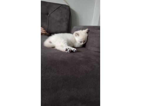 Kaçırmayın çok tatlı bir erkek kedidir