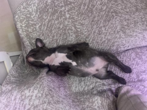 Yavru bebiş aşıları tam french bulldog
