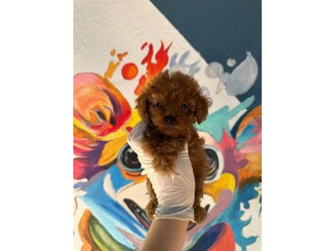 Ruhsatlı poodle evinden erkek dişi yavrularımız 