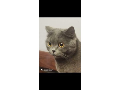 British shorthair kedimiz sevimli yumak yuva arıyor