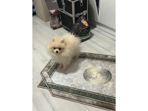 4,5 aylık pomeranian erkek
