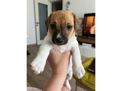 Jack russell