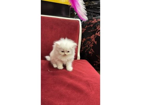 British shorthair & scottish fold yavrularımız