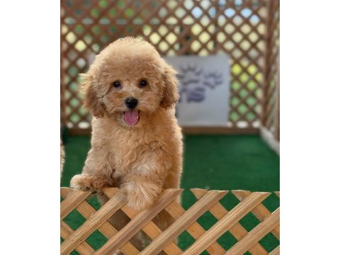 Toy poodle bebek köpekler referans yavru