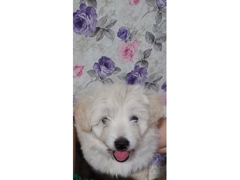 3 aylık terrier erkek sahibinden sahiplendiriyoruz