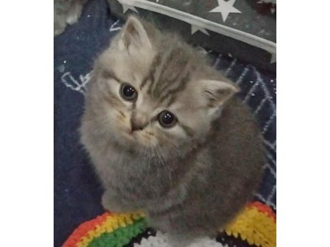 4 nisan doğumlu dişi british shorthair