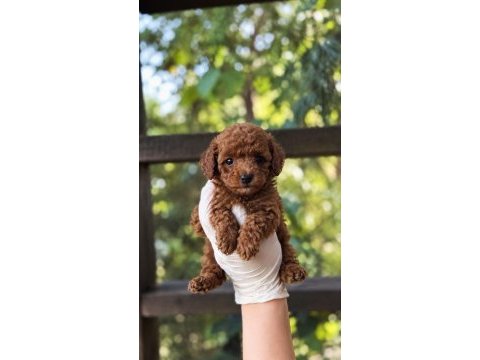 Redbrown toypoodle 