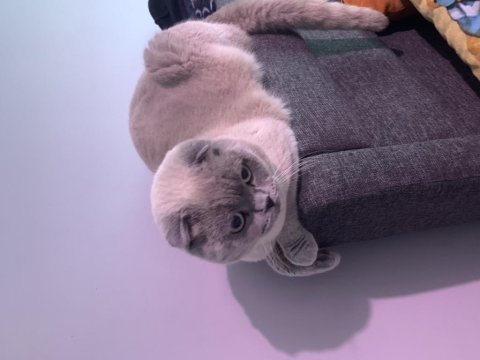 Kedimiz scottish fold (erkek)