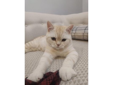 British shorthair kedim paşa yeni sahibini bekliyor