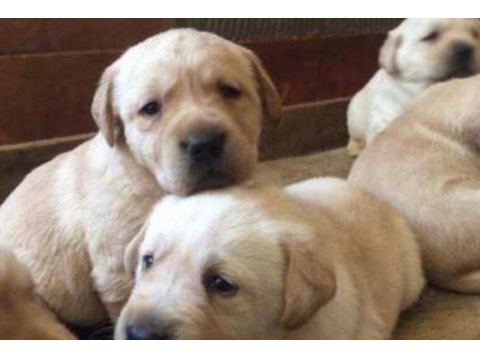 Golden retriever bebekler