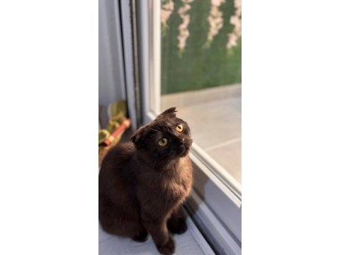 Scottish fold kedimiz gofret için kalıcı yuva arıyorum
