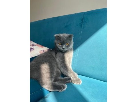 Scottish fold kedimizin adı nefes