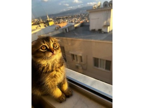 Oyuncu scottish fold yavrumuz
