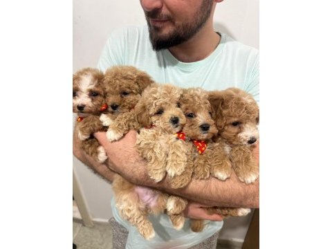 Yüksek kalite aşılı maltipoo yavrularımız