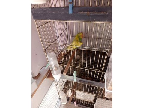 Toplu veya perakende kuşumuz