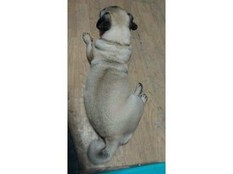 3 yaşında pug