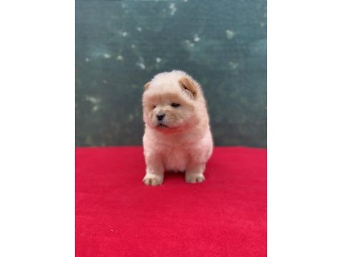 Chow chow yavrularımız yeni ailesini bekliyor
