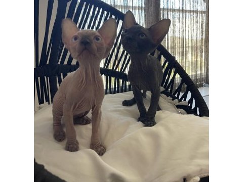 Sphynx sfenks yavru