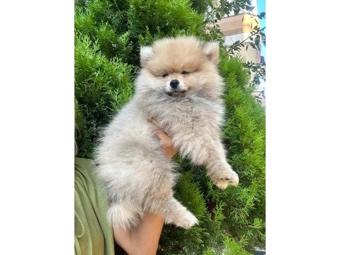 Pomeranian boo ayı surat