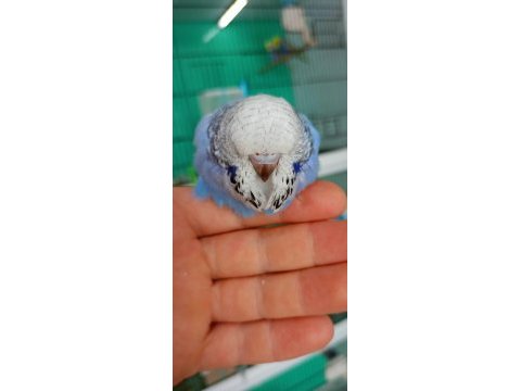 Dişi damızlık veya ele alıştırmalık jumbo muhabbet kuşlar